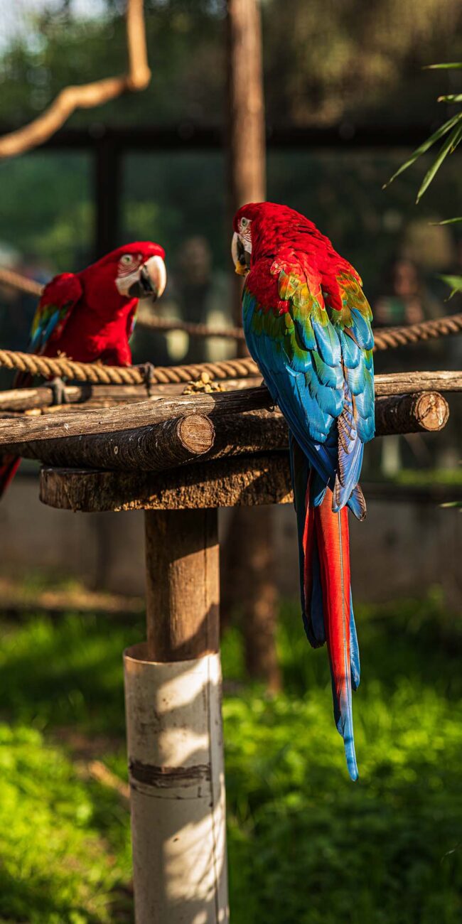 Nopal Eco Parque papagayos