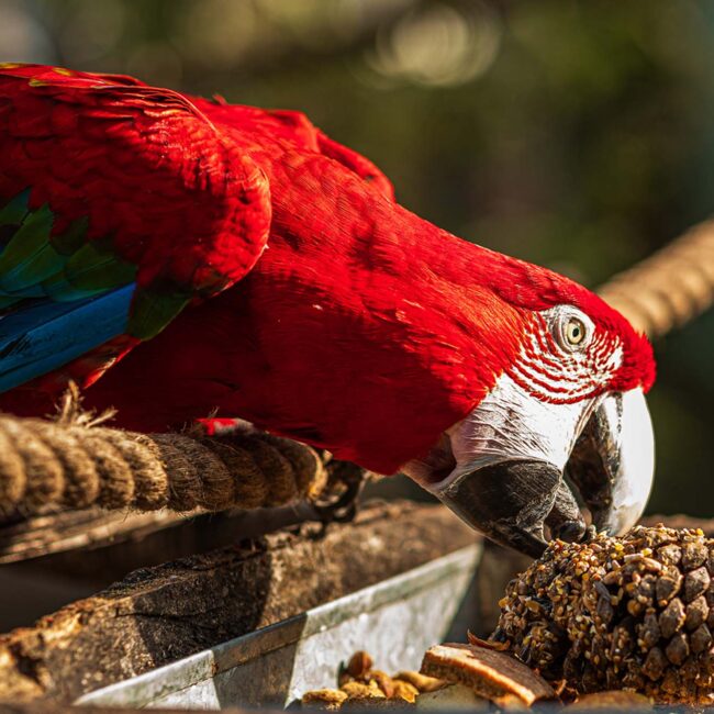 Nopal Eco Parque - Papagayo